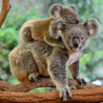 Mother koala (Phascolarctos cinereus) with joey on her back, on